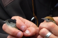 Male & female Blackcaps